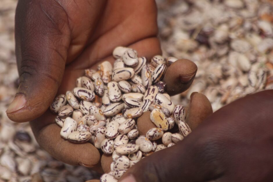 AMDT and SNV to develop the Beans value chain in Rukwa and Songwe regions