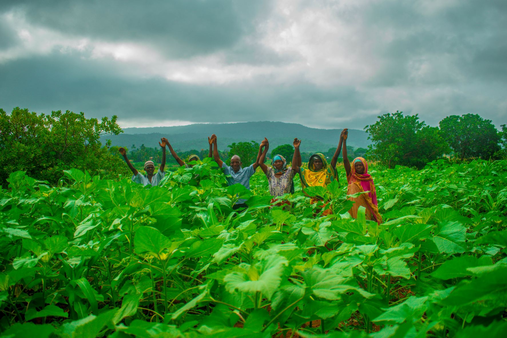 Linking smallholder farmers to organic sunflower markets
